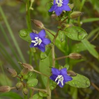 Hydrolea zeylanica (L.) Vahl